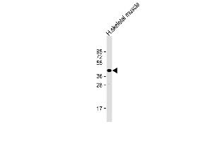 Anti-TME Antibody (C-Term) at 1:2000 dilution + human skeletal muscle lysate Lysates/proteins at 20 μg per lane. (TMEM115 antibody  (AA 249-283))