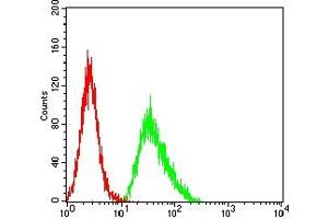 Flow cytometric analysis of HL-60 cells using CD137 mouse mAb (green) and negative control (red). (CD137 antibody  (AA 214-255))