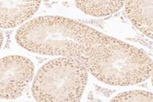 Immunohistochemistry analysis of paraffin-embedded rat testis using,WDR33 (ABIN7076216) at dilution of 1: 2400 (WDR33 antibody)