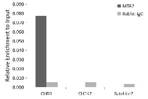 Chromatin immunoprecipitation analysis of extracts of HeLa cells, using MT antibody (ABIN1679683, ABIN7101713, ABIN7101714 and ABIN7101715) and rabbit IgG. (MTA2 antibody)