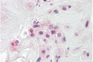 ABIN571113 (3. (PON2 antibody  (Internal Region))
