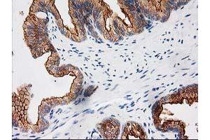 Image no. 5 for anti-BAI1-Associated Protein 2 (BAIAP2) antibody (ABIN1496805) (BAIAP2 antibody)