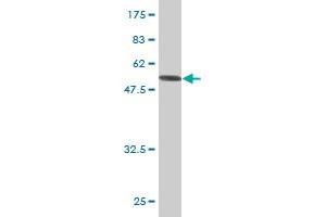 Western Blot detection against Immunogen (54. (Septin 8 antibody  (AA 1-258))