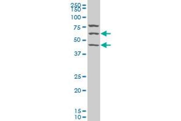 SESN1 抗体  (AA 271-370)