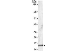 Western Blotting (WB) image for anti-Histone 3 (H3) (H3K36me2) antibody (ABIN5706764)