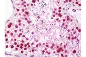 Anti-HDGFRP2 antibody IHC staining of human testis. (HDGFRP2 antibody  (AA 51-79))