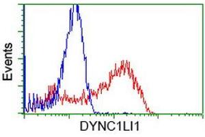 HEK293T cells transfected with either RC222010 overexpress plasmid (Red) or empty vector control plasmid (Blue) were immunostained by anti-DYNC1LI1 antibody (ABIN2452969), and then analyzed by flow cytometry. (DYNC1LI1 antibody)