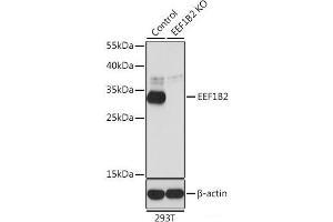 Western blot analysis of extracts from normal (control) and EEF1B2 knockout (KO) 293T cells using EEF1B2 Polyclonal Antibody at dilution of 1:1000. (EEF1B2 antibody)