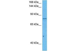 Host:  Mouse  Target Name:  CUL5  Sample Tissue:  Mouse Testis  Antibody Dilution:  1ug/ml (Cullin 5 antibody  (C-Term))