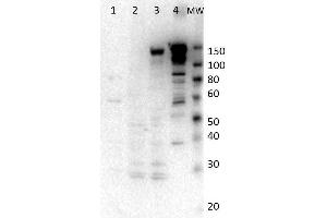 Western Blot of Rabbit anti-Myosin-6 antibody.