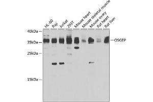 Western blot analysis of extracts of various cell lines, using OSGEP antibody (ABIN6132930, ABIN6145068, ABIN6145069 and ABIN6223362) at 1:1000 dilution. (OSGEP antibody  (AA 1-335))