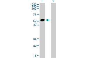 Western Blot analysis of GATA2 expression in transfected 293T cell line by GATA2 monoclonal antibody (M01), clone 2D11. (GATA2 antibody  (AA 1-102))