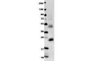 Anti-mouse IL-6 antibody in western blot shows detection of recombinant mouse IL-6 raised in E. (IL-6 antibody)
