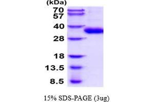 SDS-PAGE (SDS) image for Granzyme H (Cathepsin G-Like 2, Protein H-CCPX) (GZMH) (AA 19-246) protein (His tag) (ABIN6387823) (GZMH Protein (AA 19-246) (His tag))