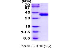 SDS-PAGE (SDS) image for Granzyme H (Cathepsin G-Like 2, Protein H-CCPX) (GZMH) (AA 19-246) protein (His tag) (ABIN5854607) (GZMH Protein (AA 19-246) (His tag))