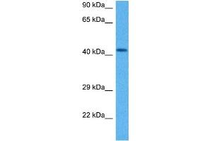 Host:  Rabbit  Target Name:  ACTB  Sample Tissue:  Mouse Heart  Antibody Dilution:  1ug/ml