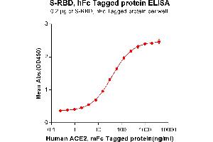ELISA plate pre-coated by 2 μg/mL (100 μL/well) S-RBD, hFc tagged protein (ABIN6961170, ABIN7042369 and ABIN7042370) can bind Human , mFc Tagged protein ABIN6961130, ABIN7042289 and ABIN7042290 in a linear range of 0. (SARS-CoV-2 Spike Protein (RBD) (Fc Tag))