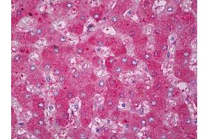 Anti-Haptoglobin antibody IHC of human liver. (Haptoglobin antibody)