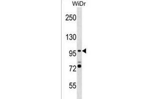 SMG5 Antibody (C-term) (ABIN1537651 and ABIN2838357) western blot analysis in WiDr cell line lysates (35 μg/lane).