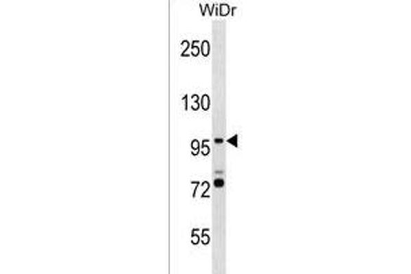 SMG5 antibody  (C-Term)