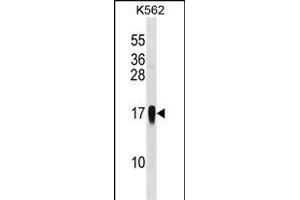 CCL7 Antibody (Center) (ABIN1538164 and ABIN2848537) western blot analysis in K562 cell line lysates (35 μg/lane). (CCL7 antibody  (AA 25-54))