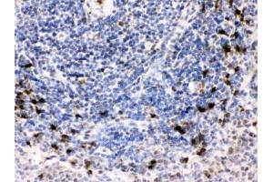 IHC testing of FFPE rat spleen with BCAR3 antibody. (BCAR3 antibody)