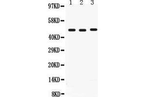 Anti- CD46 Picoband antibody, Western blotting All lanes: Anti CD46  at 0.