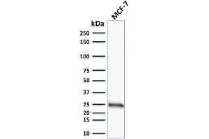Western Blot Analysis of human MCF-7 cell lysate using Bcl-2 Mouse Monoclonal Antibody (100/D5). (Bcl-2 antibody  (AA 41-54))