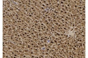 ABIN6272485 at 1/100 staining Mouse liver tissue by IHC-P. (SFT2D3 antibody  (N-Term))