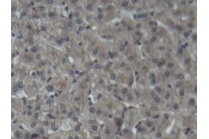 IHC-P analysis of Pig Liver Tissue, with DAB staining.