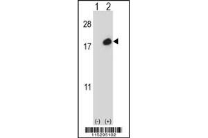 Western blot analysis of ISG15 using rabbit polyclonal using 293 cell lysates (2 ug/lane) either nontransfected (Lane 1) or transiently transfected (Lane 2) with the ISG15 gene. (ISG15 antibody  (C-Term))