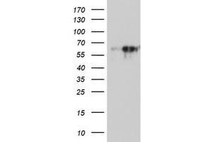 Western Blotting (WB) image for anti-Monoamine Oxidase A (MAOA) (AA 249-484) antibody (ABIN1491269) (Monoamine Oxidase A antibody  (AA 249-484))