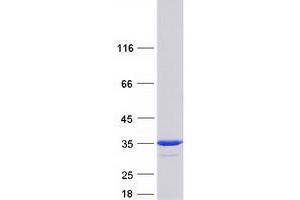 Validation with Western Blot (PGAM2 Protein (Myc-DYKDDDDK Tag))