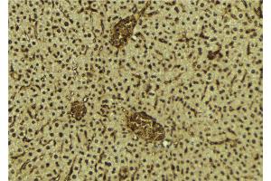 ABIN6272258 at 1/100 staining Mouse liver tissue by IHC-P. (BRD3 antibody  (C-Term))