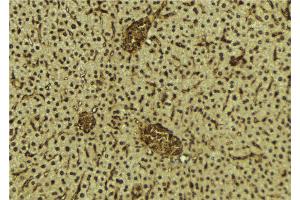ABIN6272258 at 1/100 staining Mouse liver tissue by IHC-P.