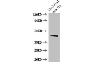 Western Blot Positive WB detected in: Mouse skeletal muscle tissue All lanes: SPHK1 antibody at 3 μg/mL Secondary Goat polyclonal to rabbit IgG at 1/50000 dilution Predicted band size: 43, 52, 44 kDa Observed band size: 43 kDa (SPHK1 antibody  (AA 1-384))