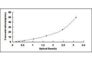 Chemokine (C-X-C Motif) Receptor 2 (CXCR2) ELISA Kit