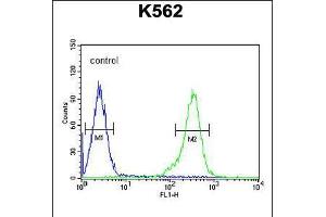 Flow cytometric analysis of K562 cells (right histogram) compared to a negative control cell (left histogram). (RBM43 antibody  (N-Term))