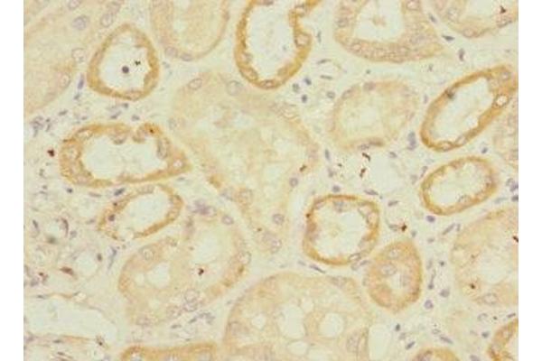 Endomucin antibody  (AA 19-135)