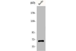Western Blot analysis of COLO205 cells using GPR107 Polyclonal Antibody