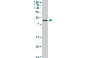 PGD MaxPab rabbit polyclonal antibody. (PGD antibody  (AA 1-483))