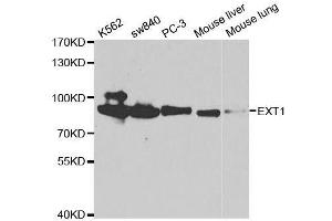 Western blot analysis of extracts of various cell lines, using EXT1 antibody. (EXT1 antibody  (AA 467-746))