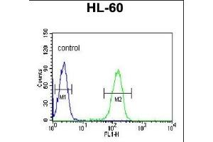 PLV Antibody (Center) 9378c flow cytometric analysis of HL-60 cells (right histogram) compared to a negative control cell (left histogram). (PLVAP antibody  (AA 214-242))