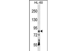 RAVER1 Antibody (N-term) (ABIN1539466 and ABIN2848505) western blot analysis in HL-60 cell line lysates (35 μg/lane). (RAVER1 antibody  (N-Term))
