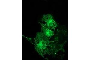Anti-PRKCE mouse monoclonal antibody (ABIN2454195) immunofluorescent staining of COS7 cells transiently transfected by pCMV6-ENTRY PRKCE (RC217702). (PKC epsilon antibody)