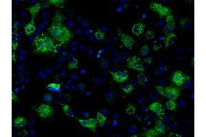 Image no. 1 for anti-Fumarylacetoacetate Hydrolase Domain Containing 2A (FAHD2A) antibody (ABIN1498182) (FAHD2A antibody)