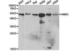Western Blotting (WB) image for anti-Hydroxymethylbilane Synthase (HMBS) antibody (ABIN1873037) (HMBS antibody)