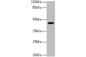 Western blot All lanes: RFPL2 antibody at 3. (RFPL2 antibody  (AA 99-378))
