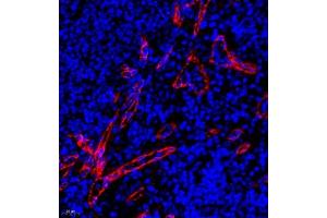 Immunofluorescent analysis of paraffin embedded rat spleen using HOMER3 (ABIN7074257) at dilution of 1: 700