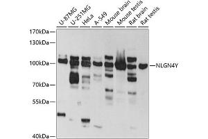 Western blot analysis of extracts of various cell lines, using NLGN4Y antibody (ABIN6133011, ABIN6144652, ABIN6144653 and ABIN6220667) at 1:1000 dilution. (Neuroligin Y antibody  (AA 122-256))